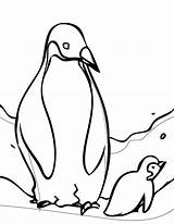 Penguin Coloring Pages Kids sketch template