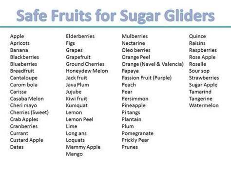 sugar glider guide