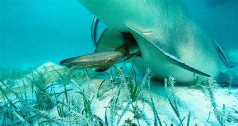Fetos De Tiburón Se Alimentan De Sus Potenciales Hermanos En El