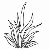 Grass Seaweed Mewarna Serai Colorear Colouring Daun Clipartmag Sayuran Sayur Colorluna sketch template