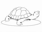 Turtle Coloring Pages Cute Printable Kids sketch template