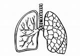 Lungs Coloring Printable Pages Lung Human Body sketch template