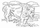 Bison Coloring Realistic Size Print sketch template