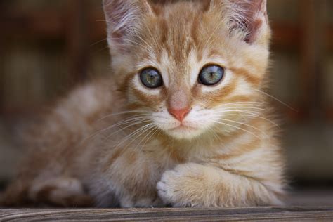 images animal pet kitten fauna heal blue eye close
