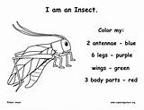 Parts Insect Color sketch template