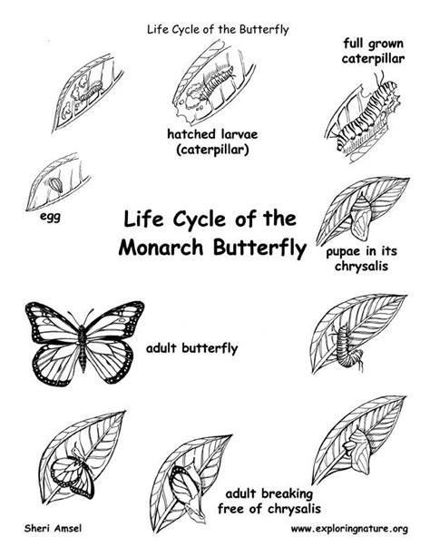 monarch butterfly life cycle coloring page  coloring pages