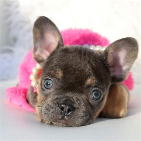 pictures fluffy frenchie puppies  sale blue french bulldog puppies  sale
