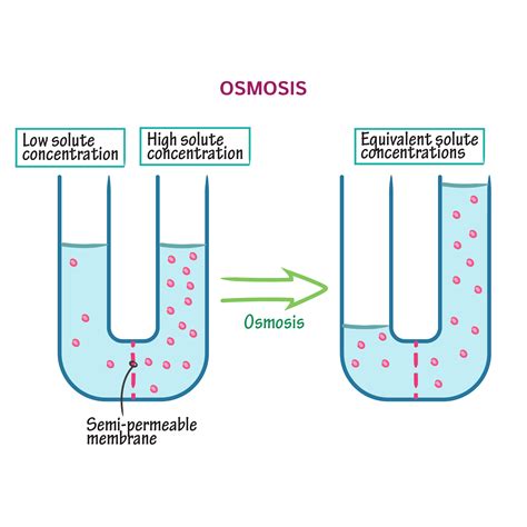 biochemistry glossary osmosis osmolarity  osmosis ditki medical biological sciences