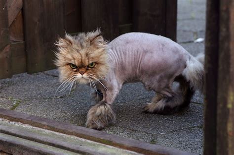 shaved cat 2 why evolution is true