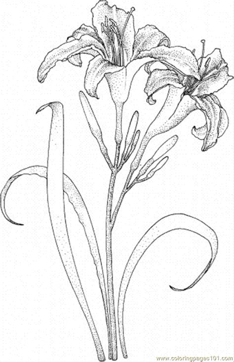 coloring pages lily  natural world flowers  printable