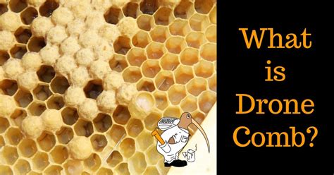 drone comb   bee hives