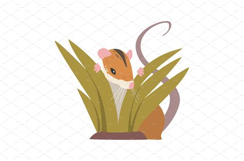 field mouse  small rodent  animal illustrations creative market
