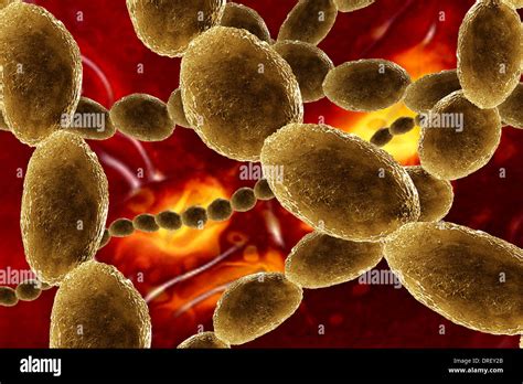 coccus bacteria  res stock photography  images alamy