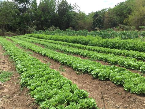 successful  hectare organic vegetable farm started    meter