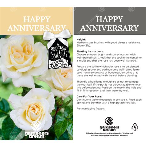 happy anniversary rose wedding anniversary gift  rose bush plant ebay
