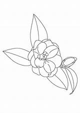 Camellia Coloring Flowers Pages Reticulata Printable Flower Beautiful Big sketch template