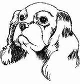 Charles Cavalier Spaniel Tegning Dyr Hund Cocker Tegninger Schizzi Cuccioli Animali Cani Cornici Cane Cuscini Fumetti Ritratti Villien Helenius Skitse sketch template