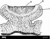 Apothecia Margin Apothecium Lichens Alamy Proper Hyphae sketch template