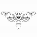 Cicada Line Drawing Getdrawings sketch template