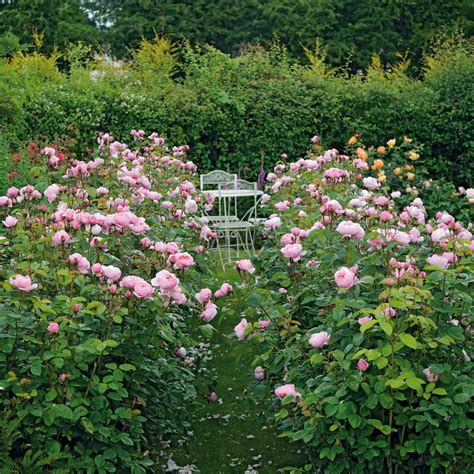 alnwick rose english shrub rose david austin roses