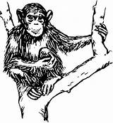 Chimpanzee Coloring4free 1086 sketch template