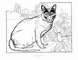 Cats Colour Dogs Mazes Colouring Dot sketch template