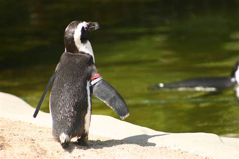 pinguine bilder bilddatenbank stockfotos