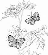 Coloring Pages Butterfly Purplekittyyarns Choose Board Fall sketch template