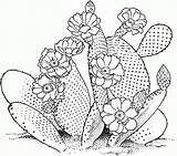 Cactus Coloring Pages Printable Plants Colorear Para Ausmalbild Bestcoloringpagesforkids Kids Dibujos Gif Drawing sketch template