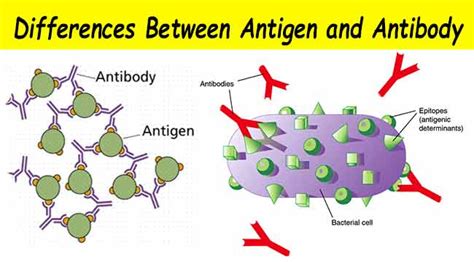 differences  antigen  antibody