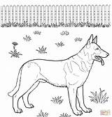 Coloring Shepherd German Pages Puppy Printable Animals Supercoloring Popular Print sketch template
