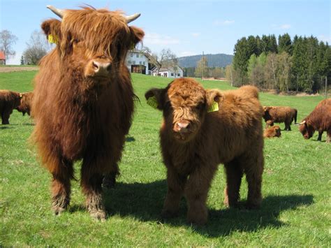 animals highland cattle