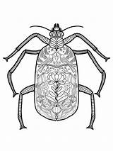 Beetle sketch template