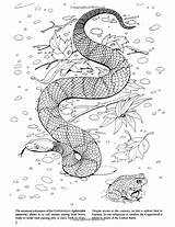 Amazon Coloring Book Snakes Nature Dover sketch template