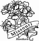 Coloring State Missouri Pages Hawthorn Flowers Flower Outline Color Drawing Dogwood Tree Clipart Kids Draw Easy Cliparts Clip Blossom Adult sketch template