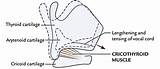 Larynx Cricothyroid Visor Cartilage Vocal Joints Anatomy Cord Easy Cricoid Thyroid sketch template