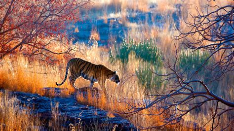 bengal tiger in ranthambore national park rajasthan india bing