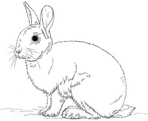 realistic rabbit coloring pages letscoloritcom bunny coloring