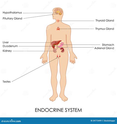 endocrien systeem vector illustratie illustratie bestaande uit hypothalamus