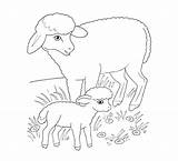 Pecora Lamm Ausmalbild Disegno Agnellino Ostern Lambs Schaf Pecore Schafe Zeichnen Stampare Animali sketch template