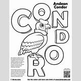 Condor Designlooter sketch template