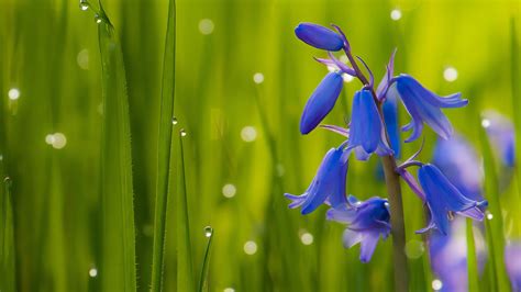 bluebells dark blue flowers bells green grass bluebell flowers  hd