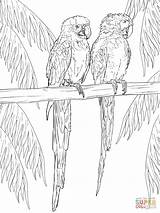 Ara Scarlet Kleurplaat Kleurplaten Macaw Perch Macaws Parrots Downloaden Uitprinten sketch template