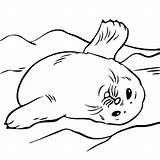 Seal Foca Barriga Robbe Cima Seals Bestcoloringpagesforkids Robben Malvorlagen Seehunde Tudodesenhos Tiere Realistic Coloringbay Hunde Malen Lustige Harp Ocean sketch template