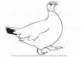 Ptarmigan Willow Draw Drawing Step Template Bird Coloring Grouse sketch template