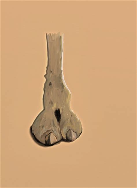 the real camel toe by tonyp nature cartoon toonpool