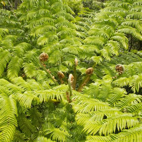 cottage farms direct houseplants australian tree fern