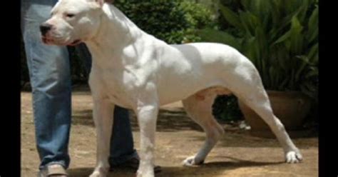 dogo argentino pics pinterest vests argentina  dog breeds