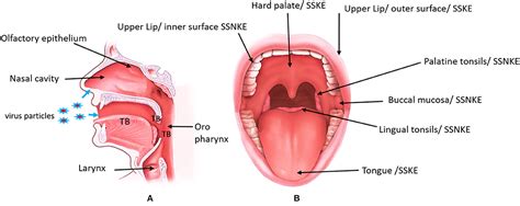 frontiers oral mucosa saliva  covid  infection  oral health care