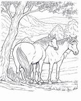 Cavalli Disegni Cavallo Colorare Colorir Animais Animali Horse Bambini Adulti Bianco Disegnidacolorareperadulti Dei Naturale Volwassenen Paard Cavalos Lindos Pagine Immagini sketch template